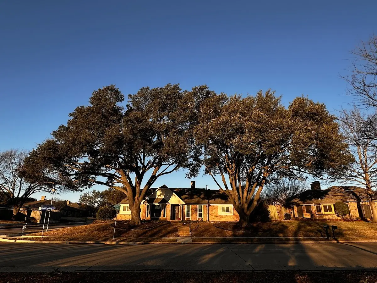 Established residential canopy tree shading a home in Summerfield